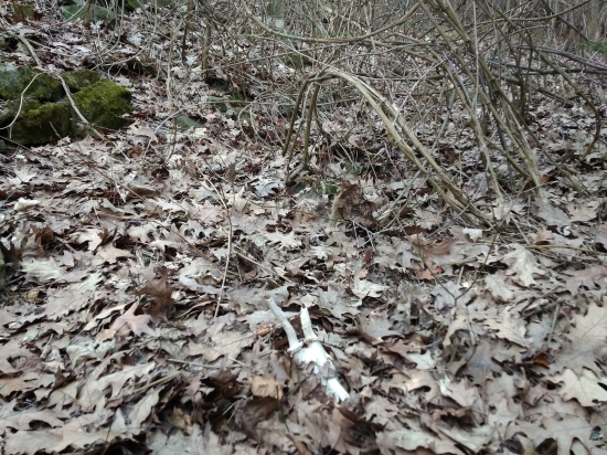 Môj prvý srnčí úhyn