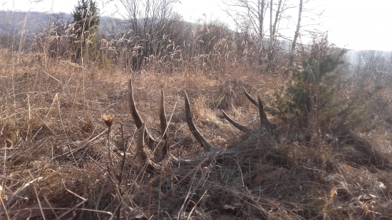 3/2019 - Rozdvojený očník