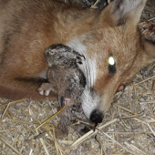 Prečo máme menej zajačikov?