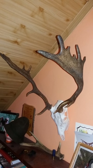 Daněk