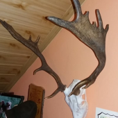 Daněk