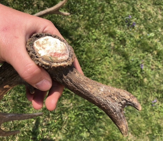 Pre zaujímavosť ...