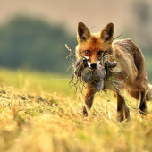 Bude dobrá hostina ...