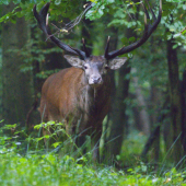 kráľ bukového lesa