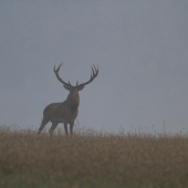 Jeleň v rannej hmle