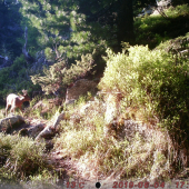 Na vysokohorskom chodníku...