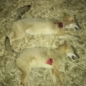 Večerné prekvapenie