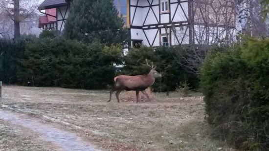 Smokovec