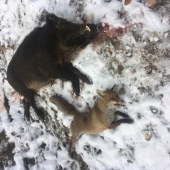 Spoločná poľovačka