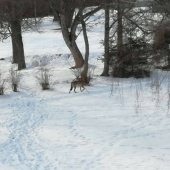Vlk v dolnom smokovci
