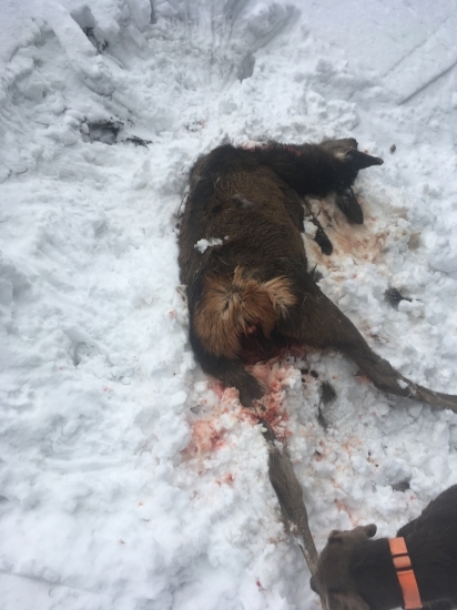 Jelienča strhnuté rysom