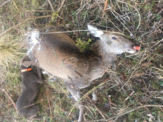 Ďalší kus strhnutý rysom