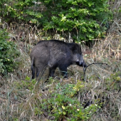 ešte majú chvíľu klud