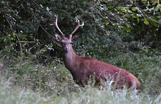 vyrazil mi dych.....ruja 2018!