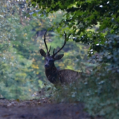 ach, to lístie.... škoda.