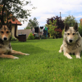 Naše lajky z fatranskeho jasu