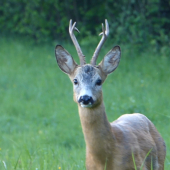 Pohľad budúceho kráľa