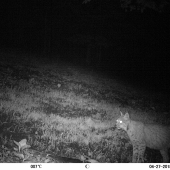 Lynx lynx