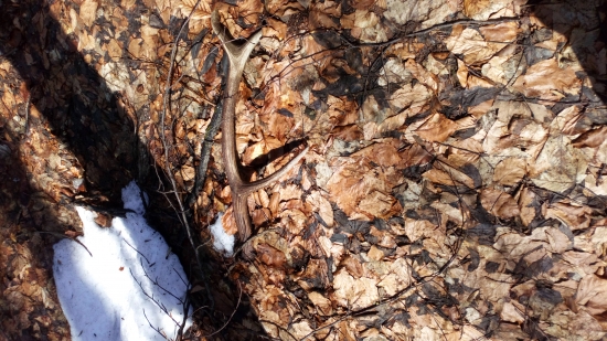 Sezóna zahájená minuloročný osmorak