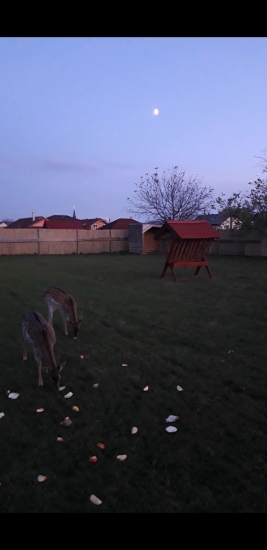 Fajnovaaa vecera. Jablcka,rekpa.....mnam mnaaam.