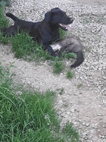 Chakita a jej druha kuna