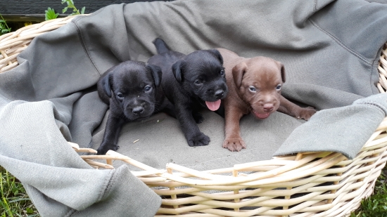 PATTERDALE TERRIER