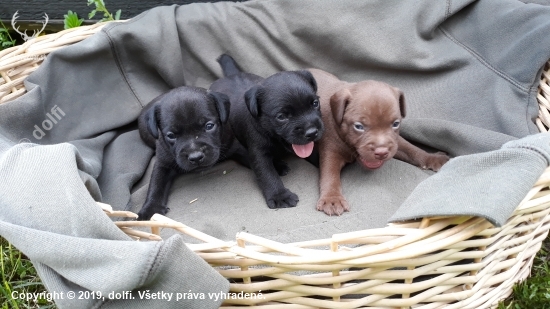 PATTERDALE TERRIER