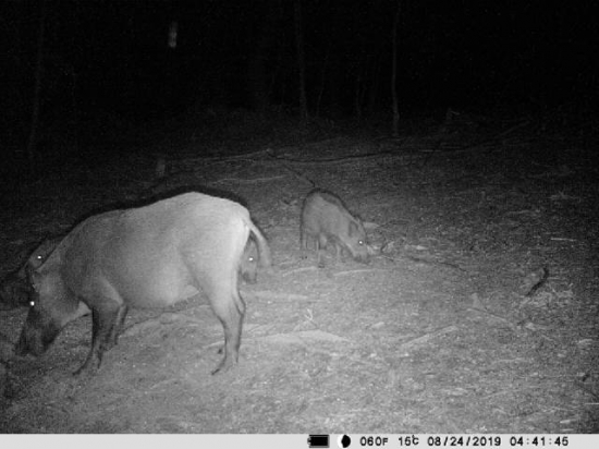 12 min pred príchodom vlka