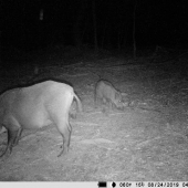 12 min pred príchodom vlka