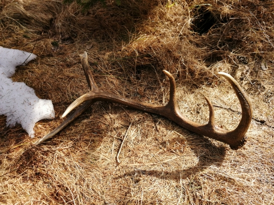 Prechádzka lesom na MDŽ