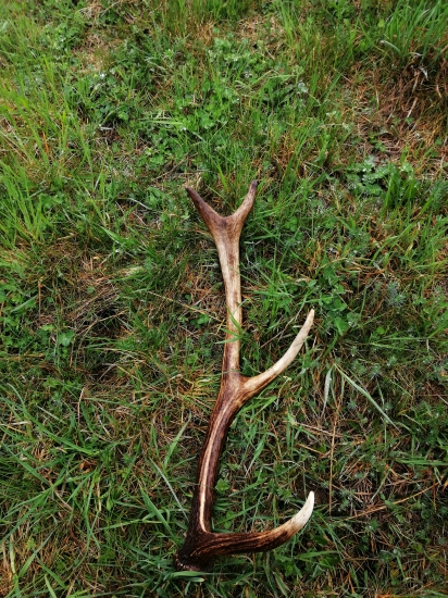 Nedeľná prechádzka v Levočských vrchoch 10 torak