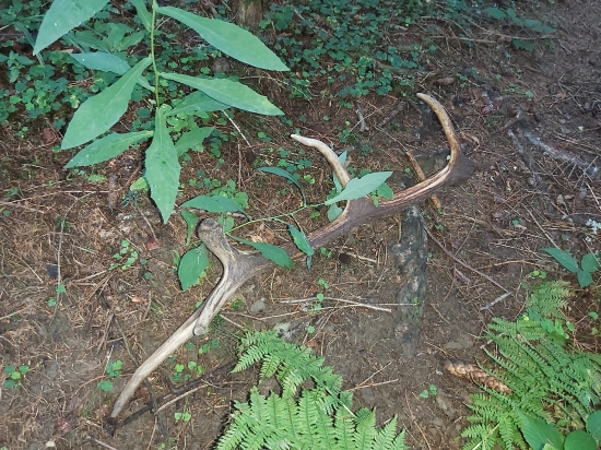 Ideš na huby a.....