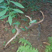 Ideš na huby a.....