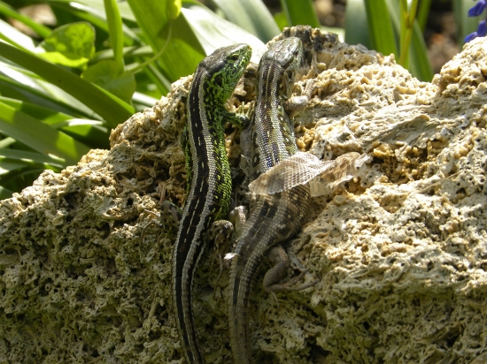 Keď sa dáma vyzlieka a pán jej asistuje