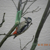 Ďateľ veľký a nie v lese