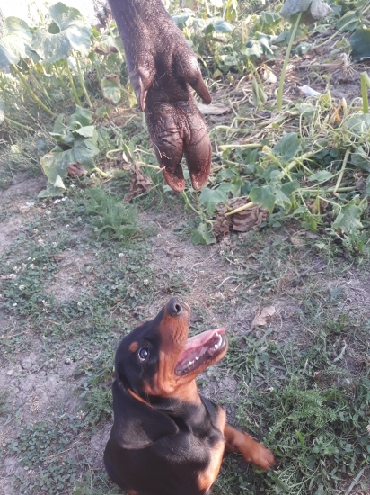 Cila bukov diel