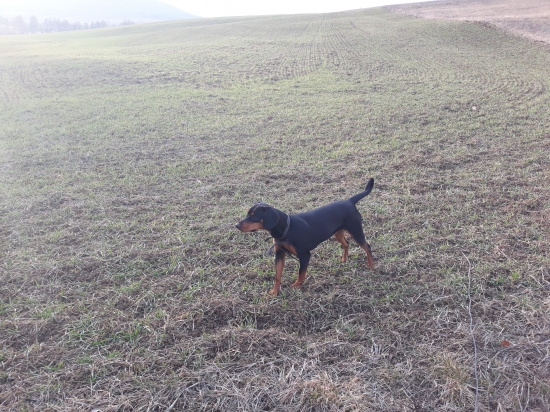 Cila