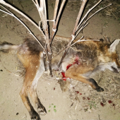 Trápenie ukončené...