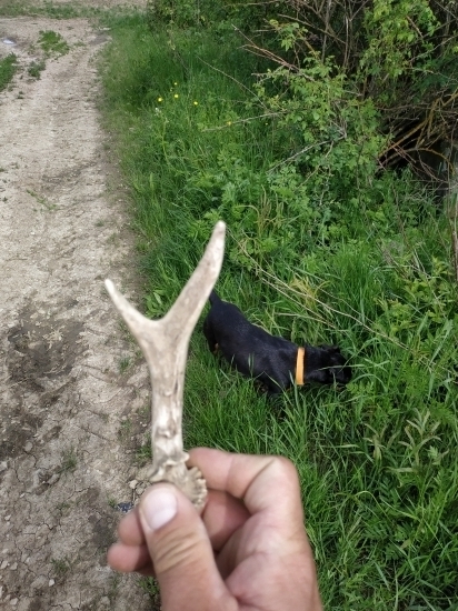 Dnešná prechádza v revíri