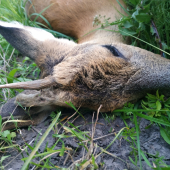 Jeden slabý sa predsa našiel.