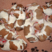 nadílka strakatých ušáčků