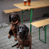 po svatohubertské mši ...