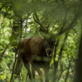 Ked je tak blizko ze sa nezmesti do objektivu ????
