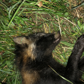 Psík medvedikovitý