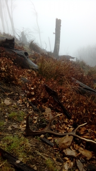 Čerstvý osmoráčik