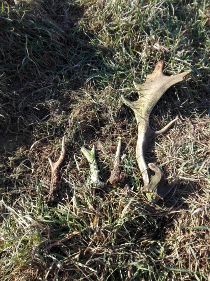 Silvestrovská prechádzka