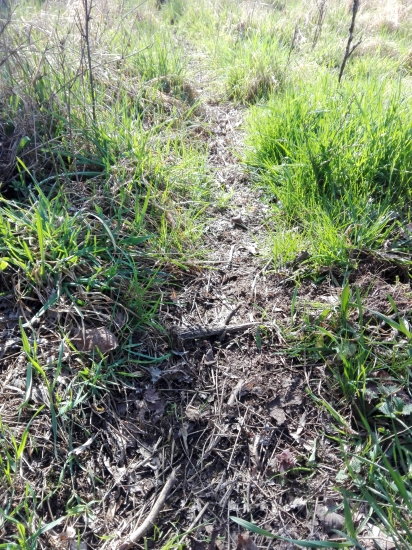 Na srnčom chodníku