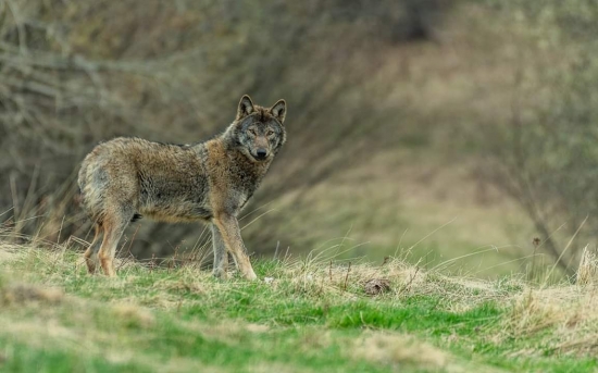 Ešte jedna v stoji :)