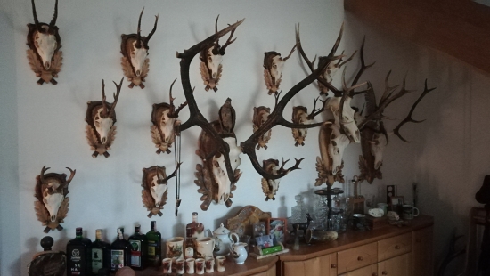 Časť trofejí v poľovníckej izbe
