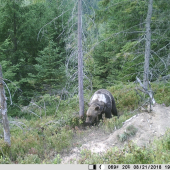 v skutku zvláštny medveď